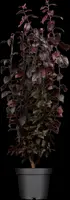 Prunus cerasifera 'Nigra' (Kerspruim 'Nigra') - afbeelding 1