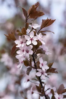 Prunus cerasifera 'Nigra' (Kerspruim 'Nigra') - afbeelding 9