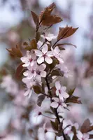 Prunus cerasifera 'Nigra' (Kerspruim 'Nigra') - afbeelding 9