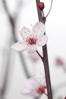 Prunus cerasifera 'Nigra' (Kerspruim 'Nigra') - afbeelding 2