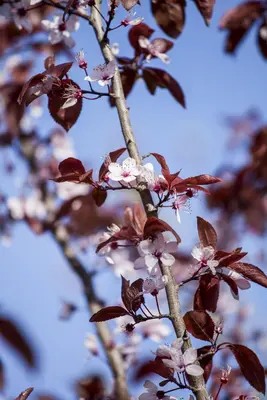 Prunus cerasifera 'Nigra' (Kerspruim 'Nigra') - afbeelding 7