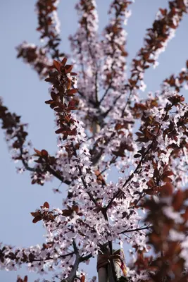 Prunus cerasifera 'Nigra' (Kerspruim 'Nigra') - afbeelding 11