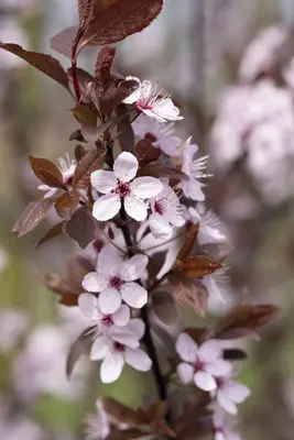 Prunus cerasifera 'Nigra' (Kerspruim 'Nigra') - afbeelding 13