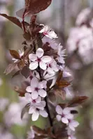 Prunus cerasifera 'Nigra' (Kerspruim 'Nigra') - afbeelding 13