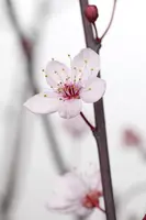 Prunus cerasifera 'Nigra' (Kerspruim 'Nigra') - afbeelding 2