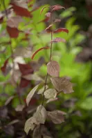 Prunus cerasifera 'Nigra' (Kerspruim 'Nigra') - afbeelding 3