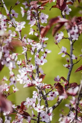 Prunus cerasifera 'Nigra' (Kerspruim 'Nigra') - afbeelding 6