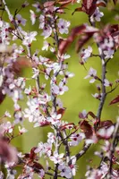 Prunus cerasifera 'Nigra' (Kerspruim 'Nigra') - afbeelding 6