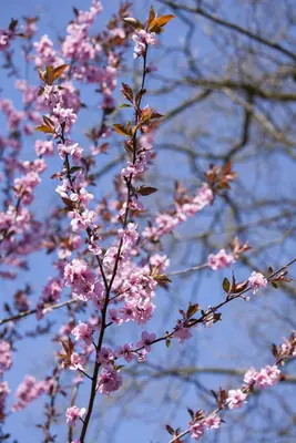 Prunus cerasifera 'Nigra' (Kerspruim 'Nigra') - afbeelding 8