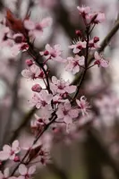 Prunus cerasifera 'Nigra' (Kerspruim 'Nigra') - afbeelding 19
