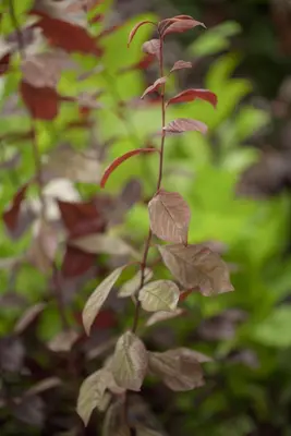 Prunus cerasifera 'Nigra' (Kerspruim 'Nigra') - afbeelding 3