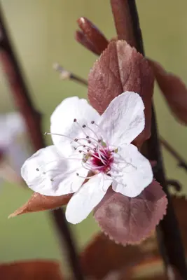 Prunus cerasifera 'Nigra' (Kerspruim 'Nigra') - afbeelding 5
