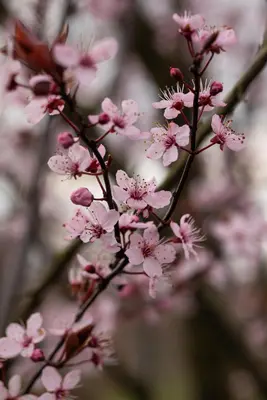 Prunus cerasifera 'Nigra' (Kerspruim 'Nigra') - afbeelding 19