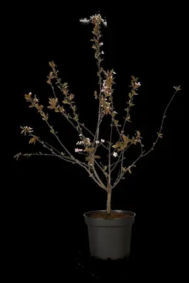 Prunus cerasifera 'Nigra' (Kerspruim 'Nigra') - afbeelding 32
