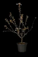 Prunus cerasifera 'Nigra' (Kerspruim 'Nigra') - afbeelding 32