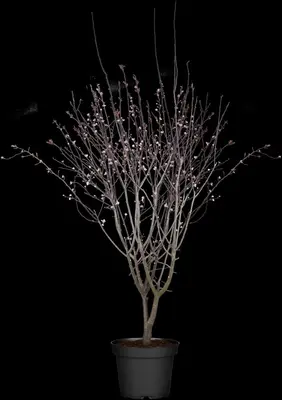 Prunus cerasifera 'Nigra' (Kerspruim 'Nigra') - afbeelding 4