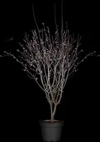 Prunus cerasifera 'Nigra' (Kerspruim 'Nigra') - afbeelding 4