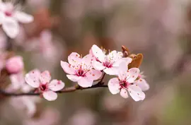 Prunus cerasifera 'Nigra' (Kerspruim 'Nigra') - afbeelding 23