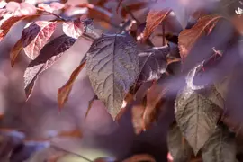 Prunus cerasifera 'Nigra' (Kerspruim 'Nigra') - afbeelding 16