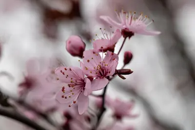 Prunus cerasifera 'Nigra' (Kerspruim 'Nigra') - afbeelding 20