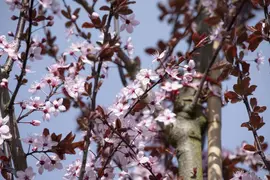 Prunus cerasifera 'Nigra' (Kerspruim 'Nigra') - afbeelding 12