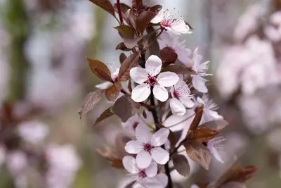 Prunus cerasifera 'Nigra' (Kerspruim 'Nigra') - afbeelding 14