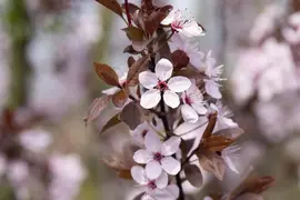 Prunus cerasifera 'Nigra' (Kerspruim 'Nigra') - afbeelding 14
