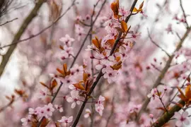 Prunus cerasifera 'Nigra' (Kerspruim 'Nigra') - afbeelding 18