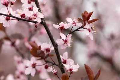 Prunus cerasifera 'Nigra' (Kerspruim 'Nigra') - afbeelding 21