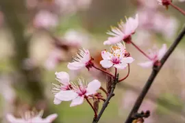 Prunus cerasifera 'Nigra' (Kerspruim 'Nigra') - afbeelding 28