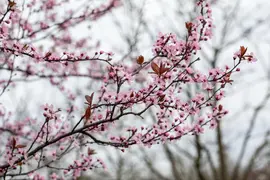 Prunus cerasifera 'Nigra' (Kerspruim 'Nigra') - afbeelding 29