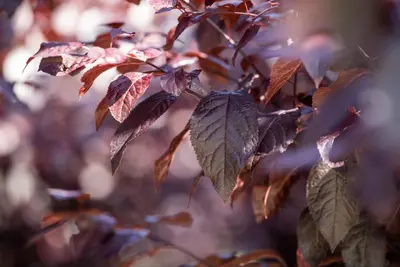 Prunus cerasifera 'Nigra' (Kerspruim 'Nigra') - afbeelding 17