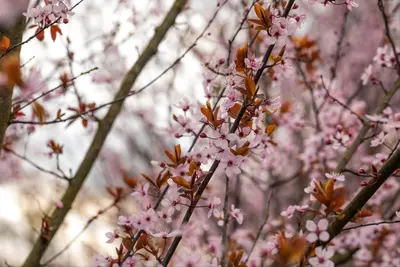 Prunus cerasifera 'Nigra' (Kerspruim 'Nigra') - afbeelding 25