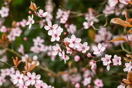 Prunus cerasifera 'Nigra' (Kerspruim 'Nigra') - afbeelding 27