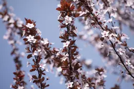 Prunus cerasifera 'Nigra' (Kerspruim 'Nigra') - afbeelding 10