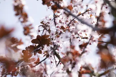 Prunus cerasifera 'Nigra' (Kerspruim 'Nigra') - afbeelding 15