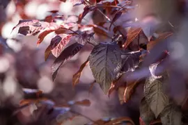 Prunus cerasifera 'Nigra' (Kerspruim 'Nigra') - afbeelding 17