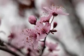 Prunus cerasifera 'Nigra' (Kerspruim 'Nigra') - afbeelding 20