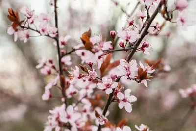 Prunus cerasifera 'Nigra' (Kerspruim 'Nigra') - afbeelding 26