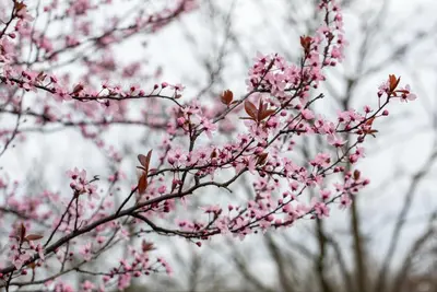 Prunus cerasifera 'Nigra' (Kerspruim 'Nigra') - afbeelding 29