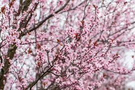 Prunus cerasifera 'Nigra' (Kerspruim 'Nigra') - afbeelding 30
