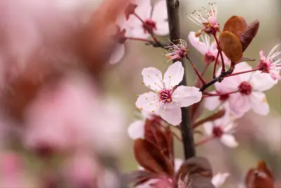 Prunus cerasifera 'Nigra' (Kerspruim 'Nigra') - afbeelding 22