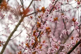 Prunus cerasifera 'Nigra' (Kerspruim 'Nigra') - afbeelding 24