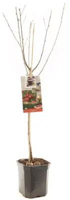 Prunus cerasus 'Morel' (Kers) fruitplant 160cm - afbeelding 3