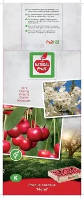 Prunus cerasus 'Morel' (Kers) fruitplant 160cm - afbeelding 4