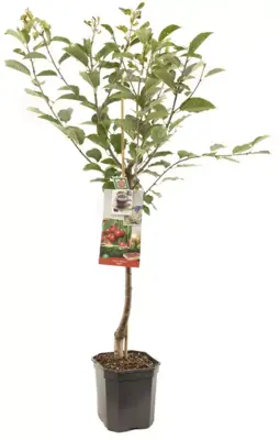 Prunus cerasus 'Morel' (Kers) fruitplant 160cm - afbeelding 2