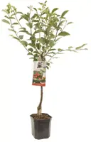 Prunus cerasus 'Morel' (Kers) fruitplant 160cm - afbeelding 2