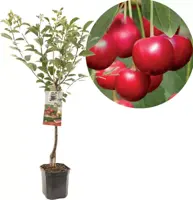 Prunus cerasus 'Morel' (Kers) fruitplant 160cm - afbeelding 1