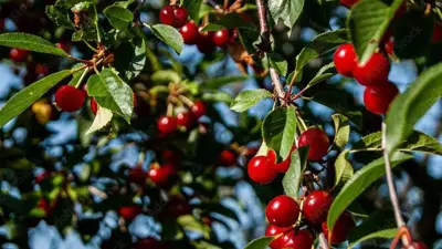 Prunus cerasus 'Morel' (Kers) fruitplant 160cm - afbeelding 5