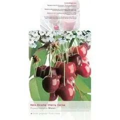 Prunus cerasus 'Morel' (Kers) fruitplant 230cm - afbeelding 2